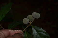 Dichapetalum gelonioides